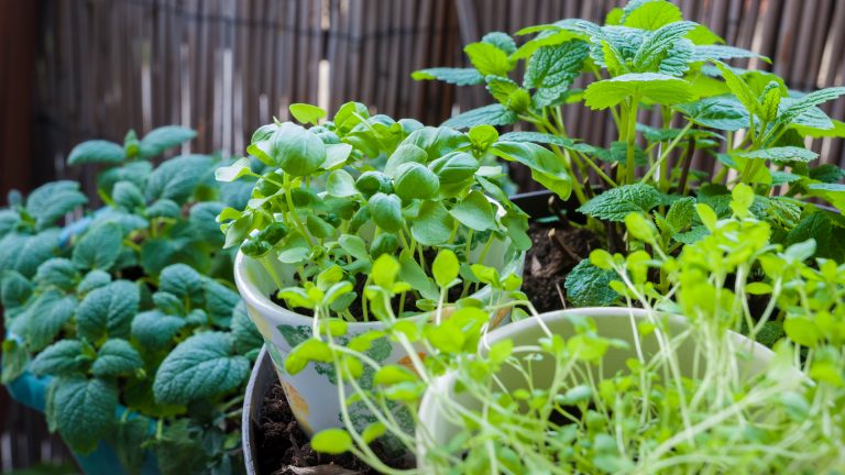 herbs growing on balcony