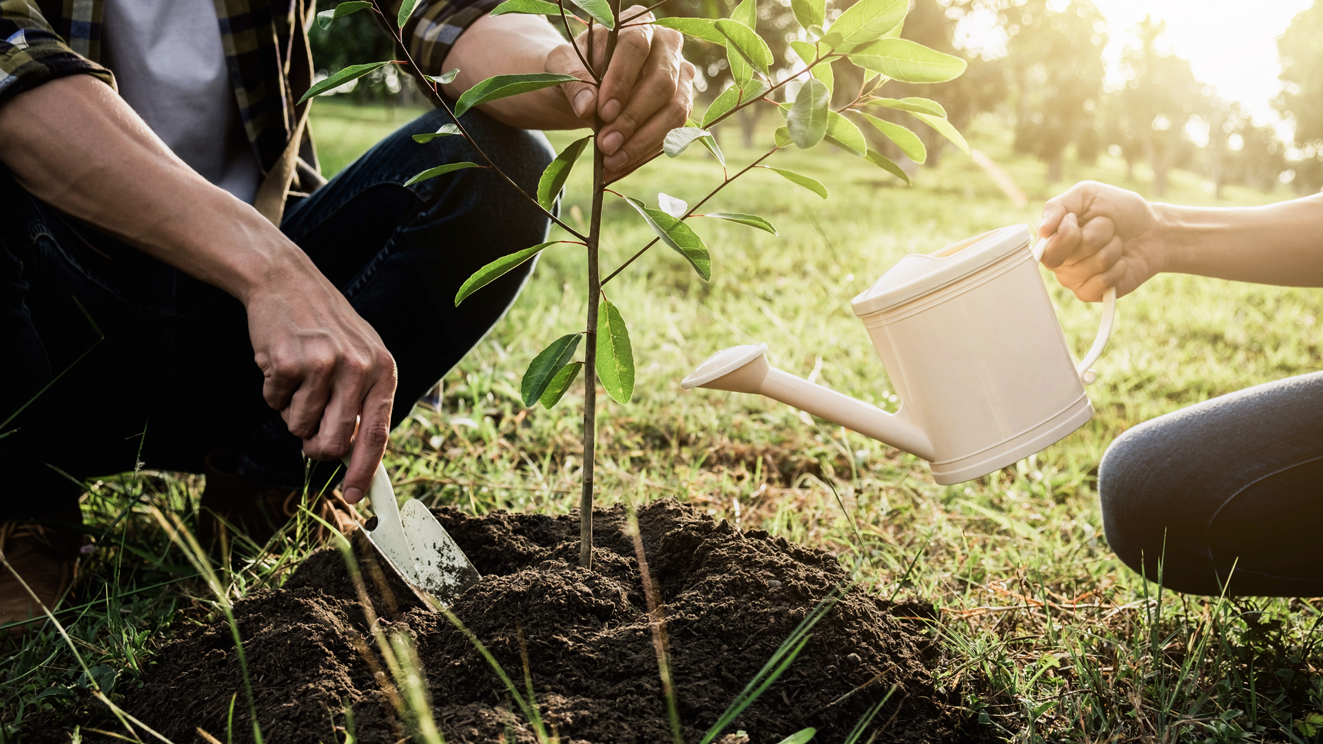 Now Is the Best Time To Plant Trees Garden Style San Antonio