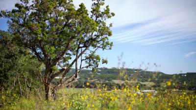 Keeping What Nature Offers - Stay Native - Garden Style San Antonio