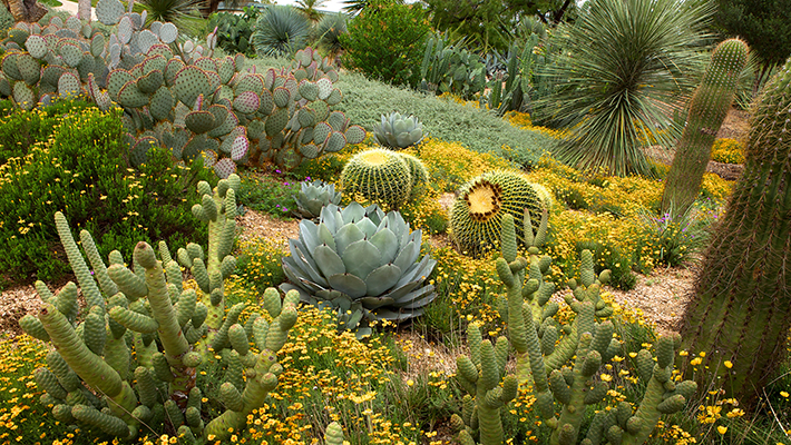 Plant Geek Favorites - Garden Style San Antonio