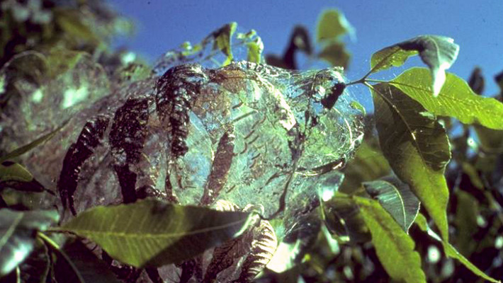 Fall Webworm