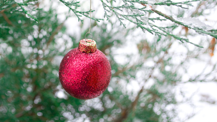 Six Living Christmas Trees for South Texas Landscapes - Garden Style ...