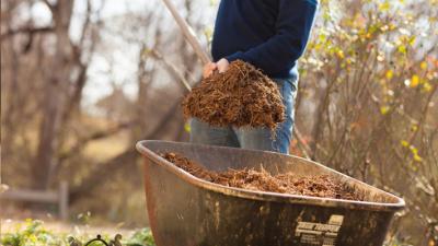 Mulch in wheelborrow