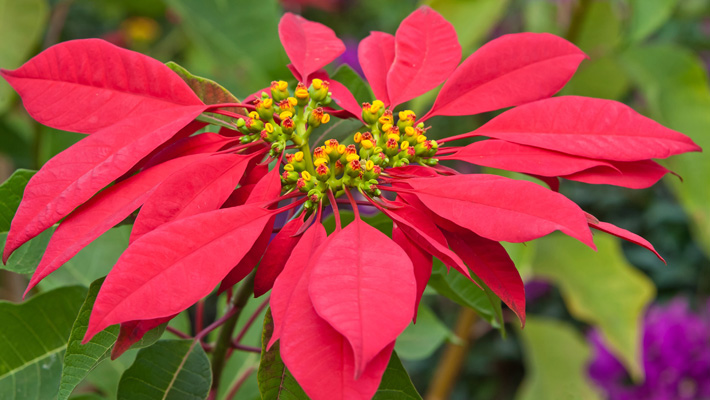 Loving your Poinsettia after the Holidays - Garden Style San Antonio