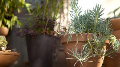 Potted Plants