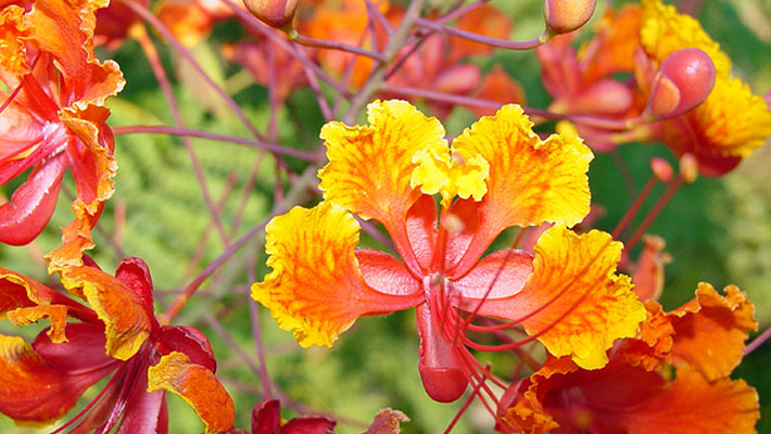 Pride Of Barbados Es Puro Sa Garden Style San Antonio