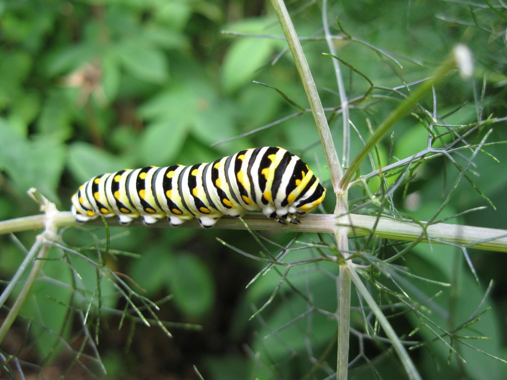 Butterflies, like swans, begin their lives in a much different appearance than their adult form. Caterpillars, such as this black swallowtail butterfly (Papilio polyxenes) caterpillar, spend several months feeding on their favorite plants - in this case, fennel (Foeniculum vulgare), gaining the energy needed to grow and build a chrysalis to become the beautiful butterfly that graces our landscapes year-round in South Texas.