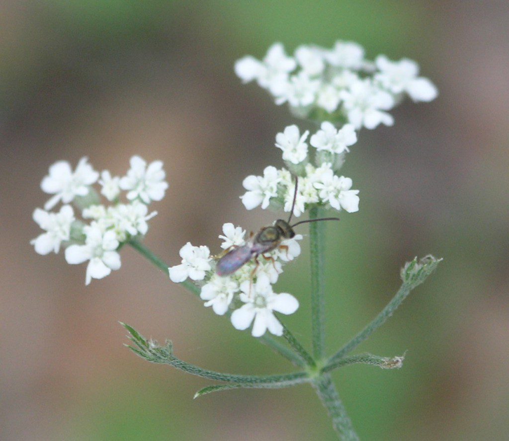 Braconid Wasp