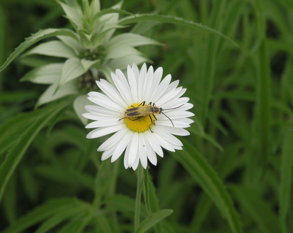 Goldenrod Soldier Beetle