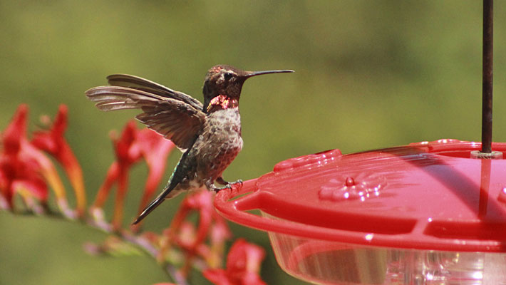 hummingbird feeder with yucca plant