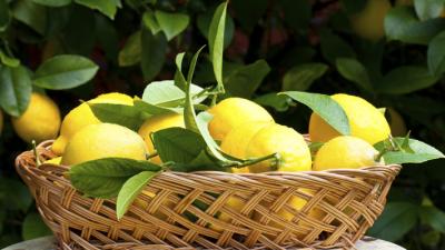 Citrus Trees for Central Texas - Garden Style San Antonio