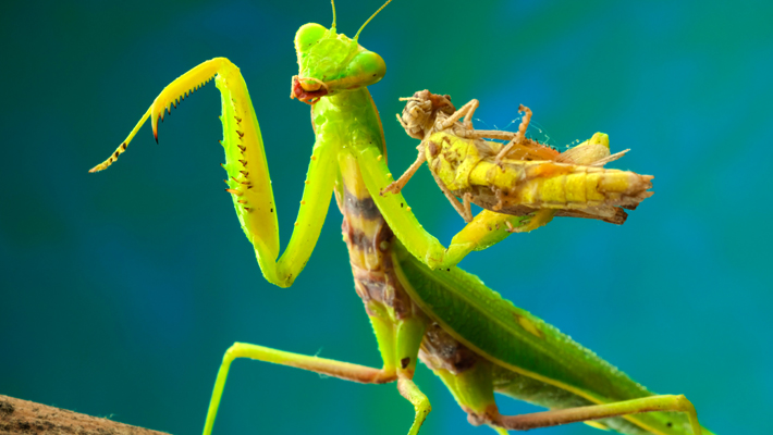 mantis capturing grasshopper