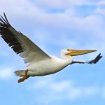 White pelican flying at Mitchell Lake Audubon center