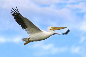 White pelican flying at Mitchell Lake Audubon center