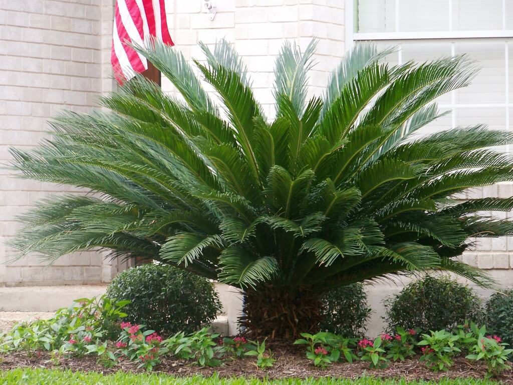 Sago Palm