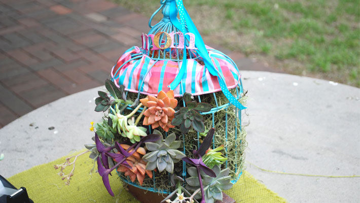 succulent bird cage complete