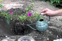 watering new plants with watering can