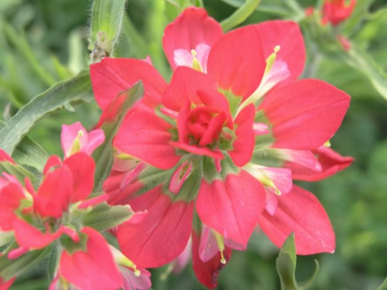 1488547228Indian-Paintbrush-Castilleja-indivisa-bloom-detail.jpg