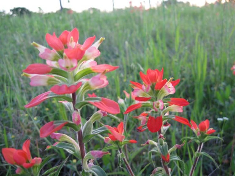 1488547233indian-paintbrush-castilleja-indivisa-detail.jpg