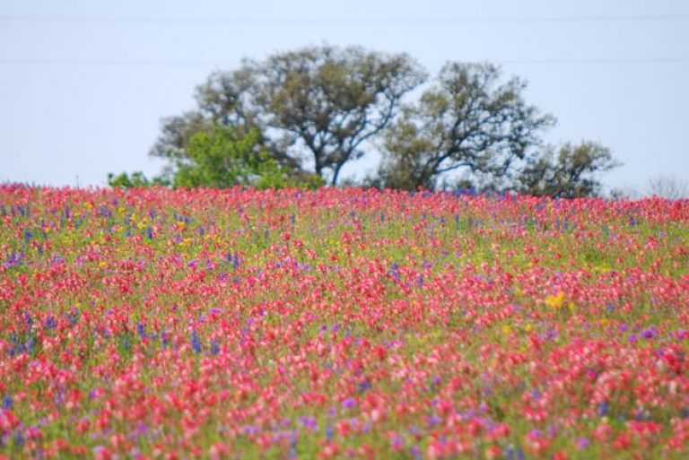 1488547241indian-paintbrush-castilleja-indivisa-form.jpg