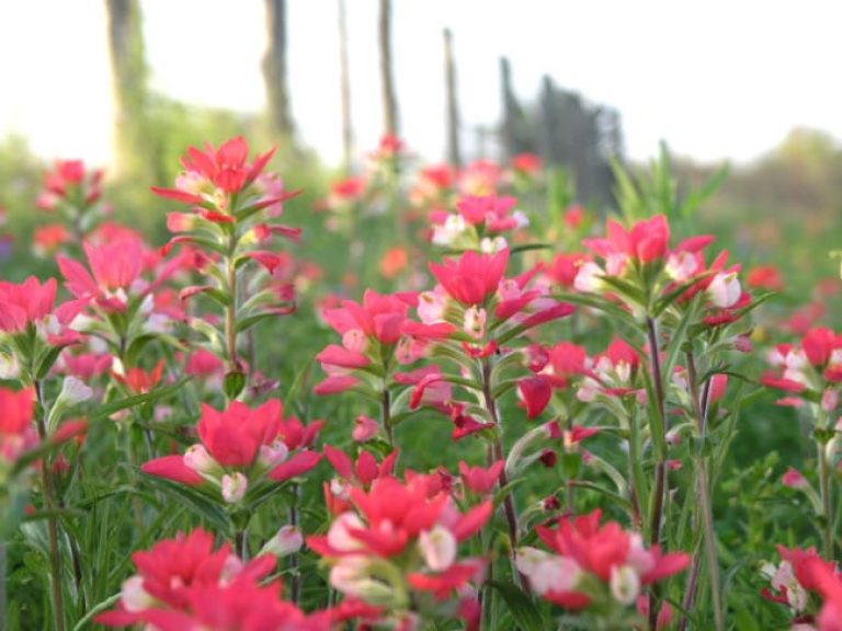 1488547259Indian-Paintbrush-Castilleja-indivisa-profile.jpg