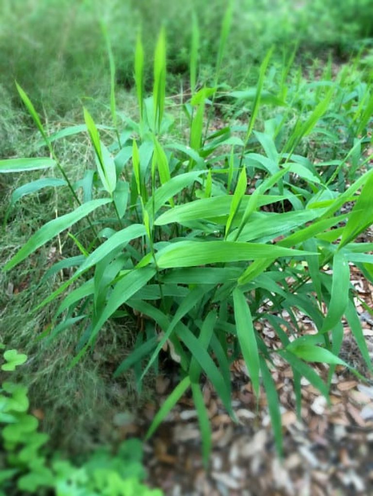 1488547469Inland-Sea-Oats-Chasmanthium-latifolium-form.jpg