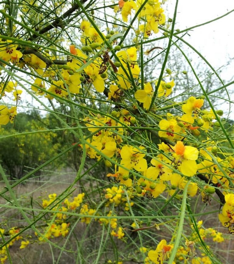 1488548064Retama-Parkinsonia-aculeata-detail-flower.jpg