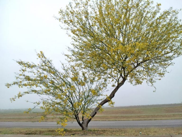 1488548064retama-parkinsonia-aculeata-form-flowering.jpg