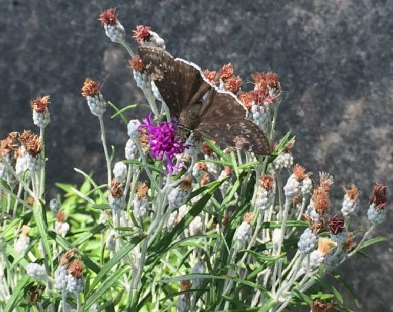 1488548985Ironweed-Vernonia-lindheimeri-detail-butterfly-funeral-duskywing-july-2015.jpg