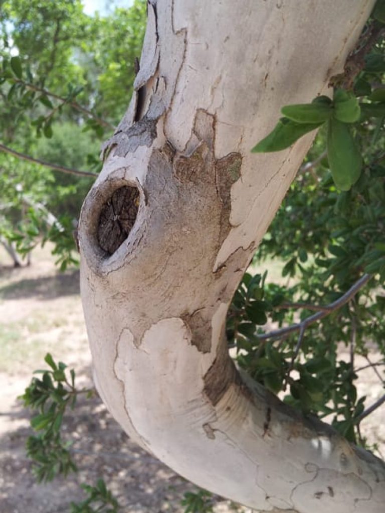 1488549023Persimmon-Texas-Diospyros-texana-detail-bark.jpg