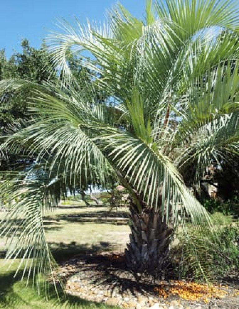 1488550124palm-jelly-butia-capitata-form.jpg