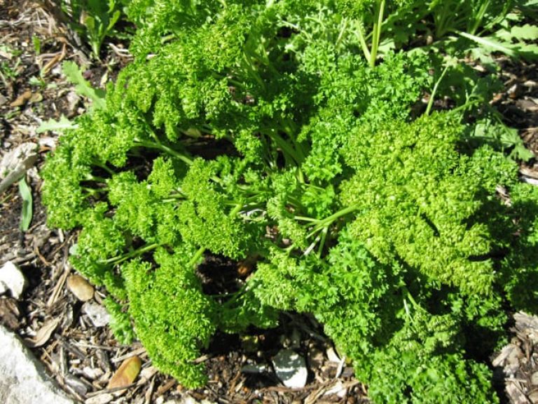 1488550771parsley-petrosilenum-crispum-detail.jpg