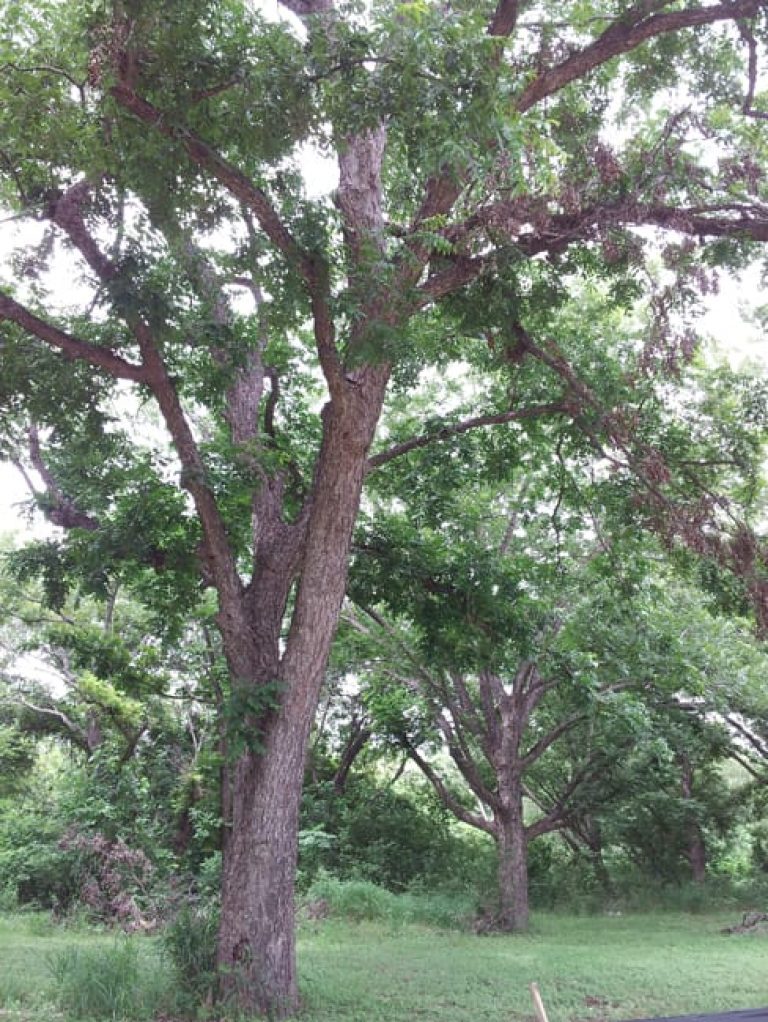 1488552220Pecan-Carya-illinoiensis-form-Leon-Creek-Pearsall-6-2014.jpg