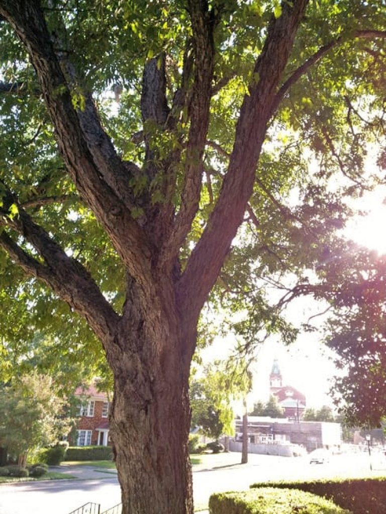 1488552240pecan-carya-illinoiensis-20120911-form-trunk.jpg