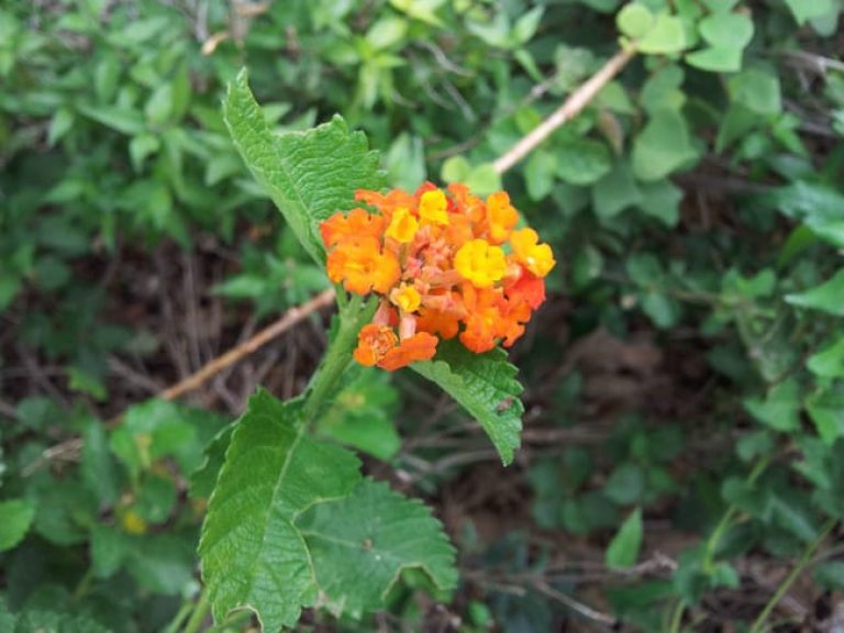 1488553412Lantana-Texas-Lantana-horrida-detail.jpg