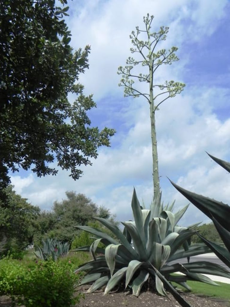 1488553537Agave-Century-Agave-americana-form-blooming-Alamo-Parkway-6-2014.jpg
