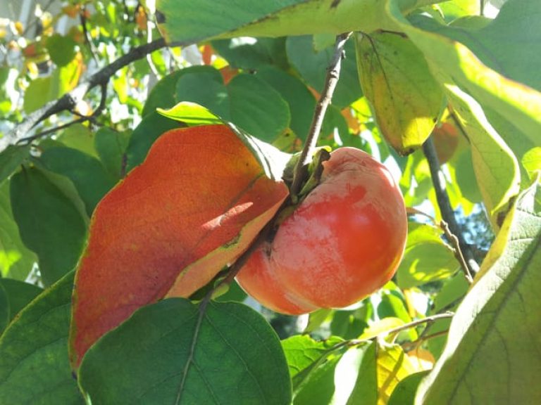 1488553817Persimmon-Asian-Diospyros-kaki-detail-fruit.jpg