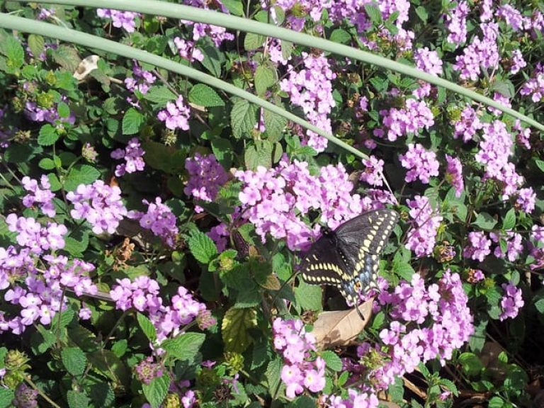 1488554339lantana-trailing-lantana-montevidensis-20130215-detail.jpg