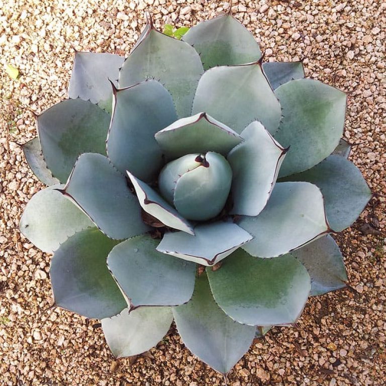 1488554692Agave-Artichoke-Agave-parryi-var-truncata-detail.JPG