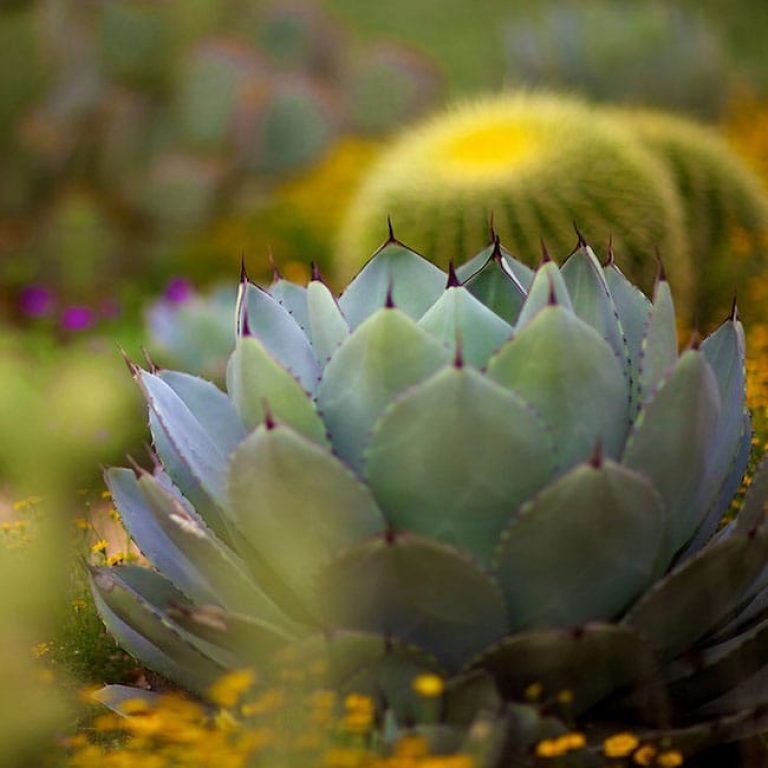 1488554695agave-artichoke-agave-parryi-truncata-form3.jpg