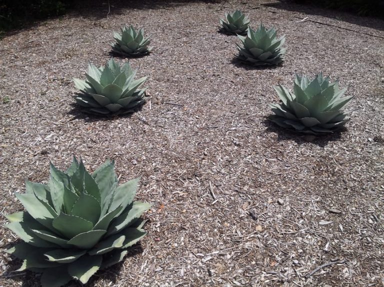 1488554703Agave-artichoke-Agave-parryi-truncata-form-valero-7-2014.jpg