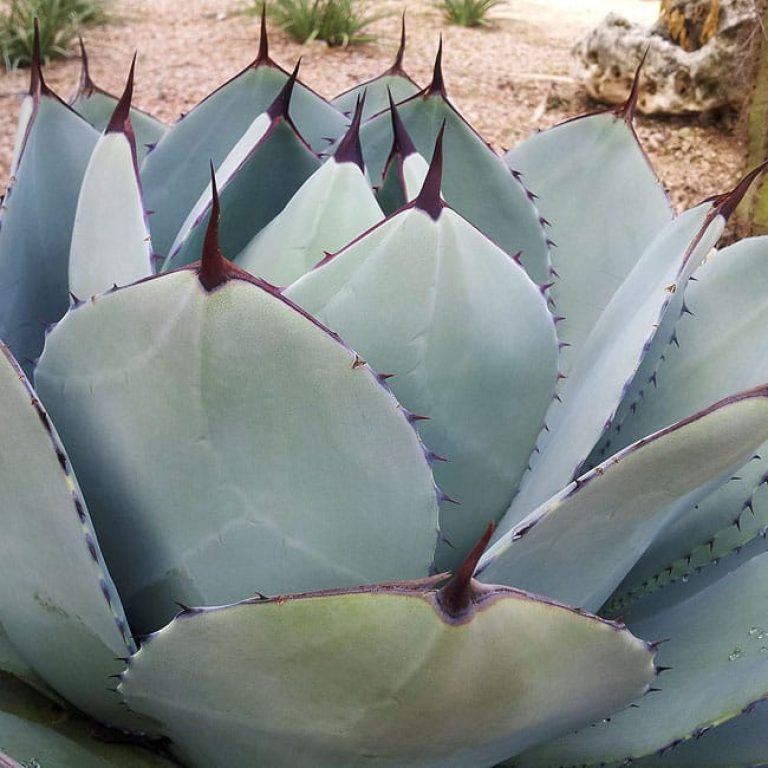 1488554708Agave-Artichoke-Agave-parryi-var-truncata-leaf.jpg