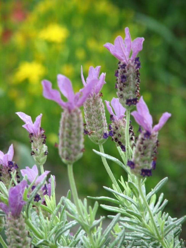 1488555827lavandula-stoechas-spanish-lavender-flower.jpg