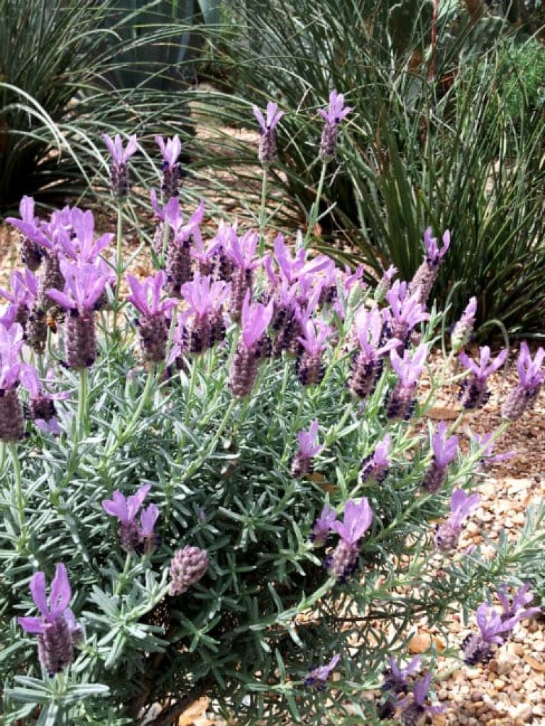 1488555832Lavender-spanish-Lavandula-stoechas-detail-flowering.jpg