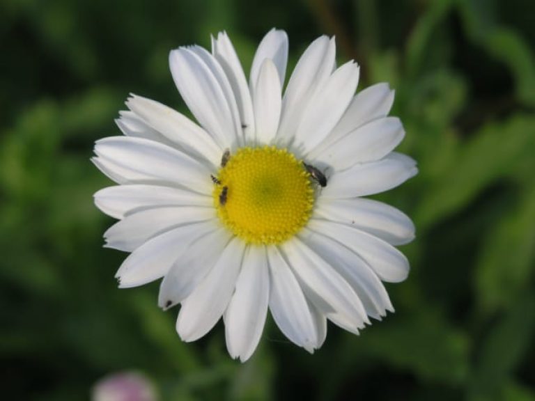 1488556018Lazy-Daisy-Aphanostephus-skirrhobasis-bloom-detail.jpg