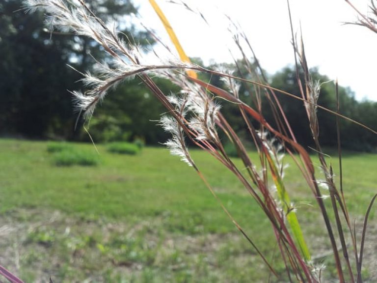 1488557270little-bluestem-Schizachyrium-scoparium-20121025-detail-seed1.jpg