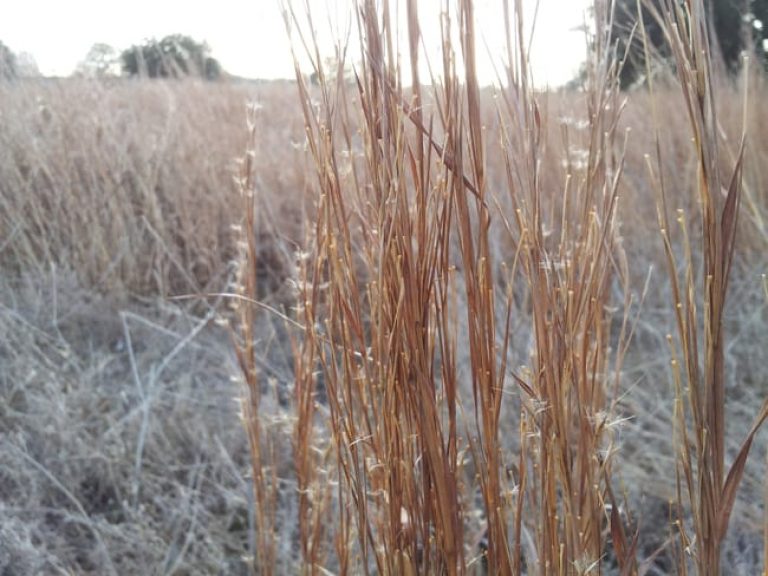 1488557276Little-Bluestem-Schizachyrium-scoparium-detail-South-Bexar.jpg