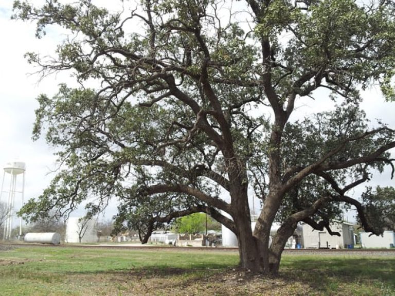 1488557952Live-Oak-Quercus-fusiformis-form-Sabinal.jpg