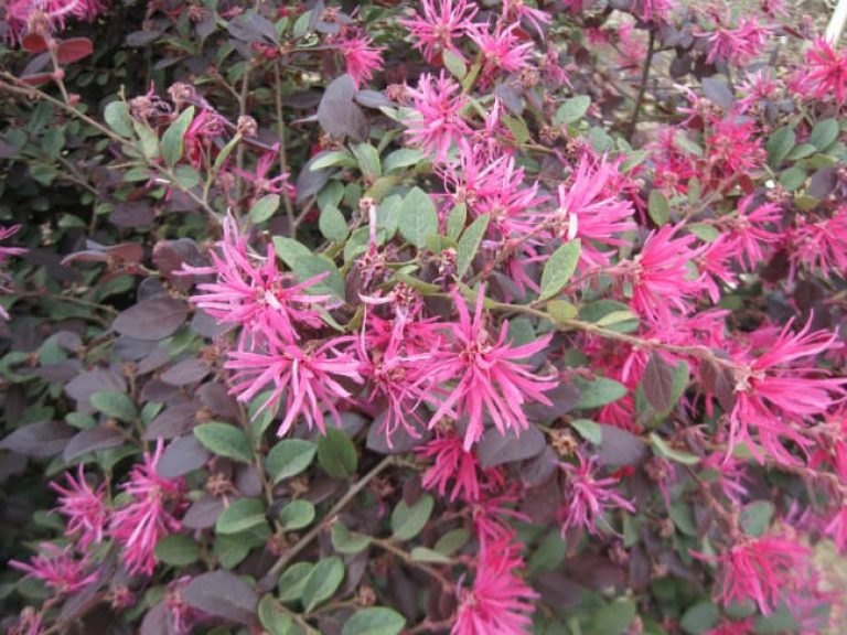 1488558333Loropetalum-Loropetalum-chinense-var-rubrum-blooms.jpg