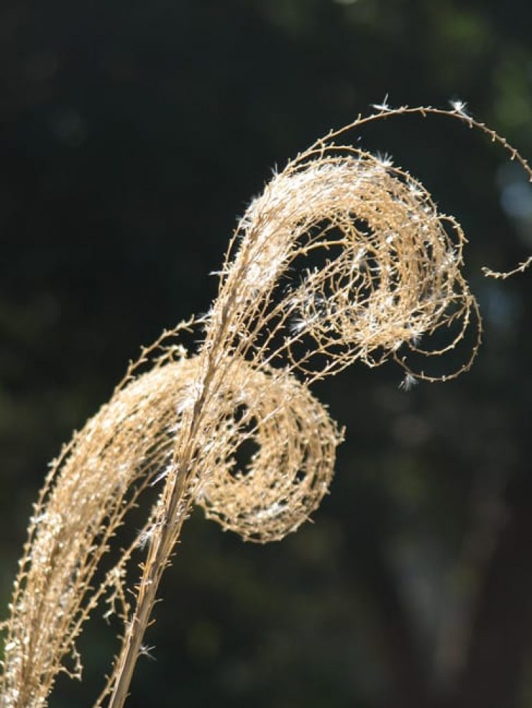 1488558498maiden-grass-miscanthus-sinensis-detail.jpg